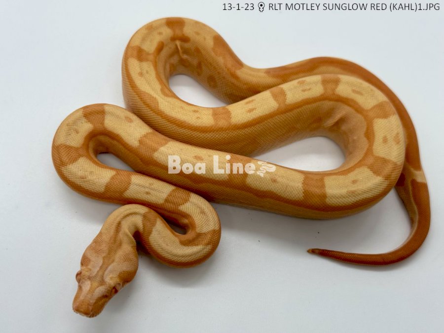 RLT MOTLEY SUNGLOW RED (KAHL)